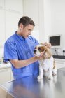 Vétérinaire examinant chien en chirurgie vétérinaire — Photo de stock