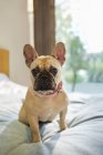 Französische Bulldogge sitzt auf dem Bett — Stockfoto