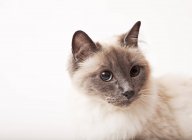 Закрыть лицо кота на белом фоне — стоковое фото