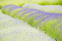 Лаванда цветы растут в поле в дневное время — стоковое фото