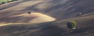 Arbres poussant dans un paysage rural sec — Photo de stock
