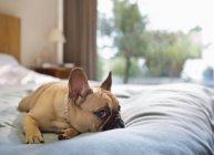 Bulldog francés acostado en la cama - foto de stock
