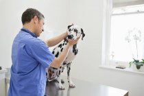 Veterinário cão examinando em cirurgia veterinária — Fotografia de Stock