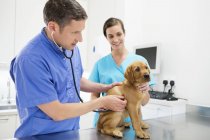 Veterinario cane esaminatore in chirurgia veterinaria — Foto stock