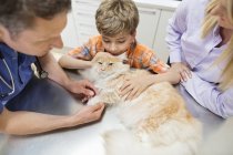 Veterinario y propietarios examinando gato en cirugía veterinaria - foto de stock