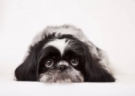Close up de shih-tzu cão triste rosto — Fotografia de Stock