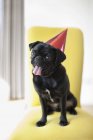 Cão pug ofegante usando chapéu de festa na cadeira — Fotografia de Stock