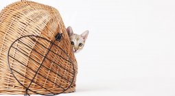 Бенгальська кішка витріщається з плетеного кошика — стокове фото