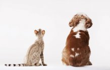 Собака и кошка смотрят вместе на белом фоне — стоковое фото