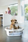 Dog sitting in laundry basket in kitchen — Stock Photo