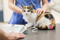 Veterinário examinando gato em cirurgia veterinária — Fotografia de Stock