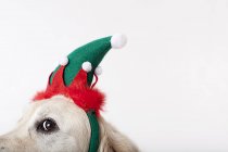 Primer plano del perro con sombrero de Navidad - foto de stock