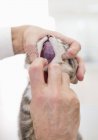 Tierarzt untersucht Katzenmund in Tierarztpraxis — Stockfoto