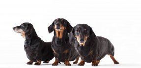 Identical dogs standing together on white background — Stock Photo