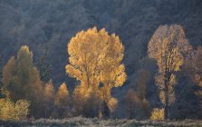 Árboles de otoño en el paisaje rural - foto de stock