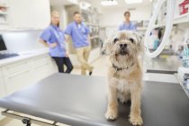 Hund sitzt in Tierarztpraxis auf Tisch — Stockfoto