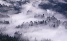 Vue aérienne du brouillard roulant sur la forêt — Photo de stock