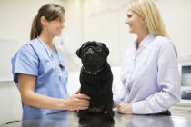 Ветеринар и владелец обсуждают собаку в ветеринарной хирургии — стоковое фото