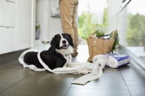 Собака разворачивает туалетную бумагу на полу в современном доме — стоковое фото