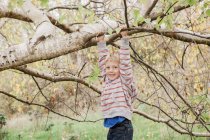 Portrait smiling toddler hanging from tree branch — Stock Photo