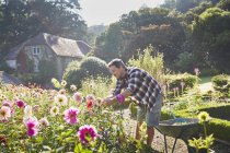 Mann schneidet Blumen im sonnigen Garten — Stockfoto