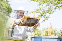 Apicoltore in tuta protettiva che esamina api a nido d'ape — Foto stock