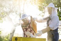 Beekeepers in protective clothing examining beehive — Stock Photo