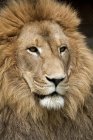 Close up de leão com crina dourada — Fotografia de Stock