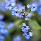 Gros plan de minuscules fleurs bleues oubliées sur la branche — Photo de stock