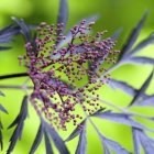 Purple berries on black elder plant — Stock Photo