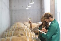 Vintners examining white wine in winery cellar — Stock Photo