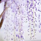 Close up hanging purple wisteria — Stock Photo