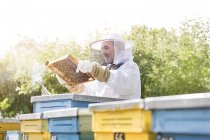 Apiculteur en costume de protection examinant les abeilles en nid d'abeille — Photo de stock