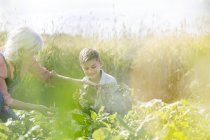 Бабуся і онук збирають овочі в сонячному саду — стокове фото