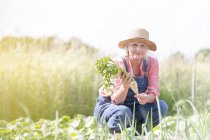 Retrato sonriente mujer mayor cosechando zanahorias en jardín soleado - foto de stock
