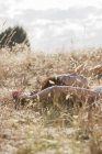 Serena mulher dormindo no campo rural ensolarado — Fotografia de Stock