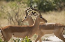 Two antelopes with horns crossing outdoors — Stock Photo