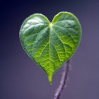 На фиолетовом фоне крупным планом виднеется зеленый лист в форме сердца. — стоковое фото