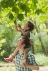 Отец, несущий сына на плечах, тянется за листьями деревьев — стоковое фото
