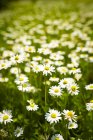 Close up of daisies in meadow — Stock Photo