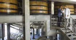 Вінтнерс вивчає вино на платформі у винному підвалі — стокове фото