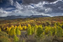 Clouds over yellow autumn trees in valley below mountains, Dallas Divide, Colorado, United States, — Stock Photo