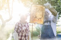 Beekeepers examining sunny bees on honeycomb — Stock Photo