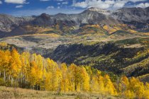 Yellow autumn trees on sunny hillside below mountains, Sunshine Mesa, Colorado, United States — Stock Photo