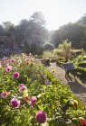 Fiori che crescono nel giardino soleggiato — Foto stock