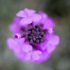 Extremo primer plano de púrpura erysimum bowles flor malva - foto de stock
