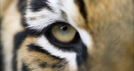 Full frame extreme close up of Bengal tiger eye and stripes — Stock Photo