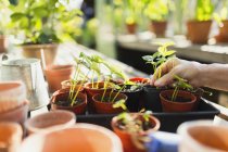 Woman potting plants in greenhouse — Stock Photo