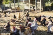 Free range chickens outside coop — Stock Photo