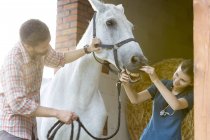 Ветеринарна перевірка коня зубів? — стокове фото